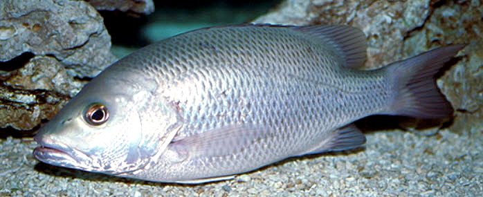 Lutjanus argentimaculatus_06.jpg